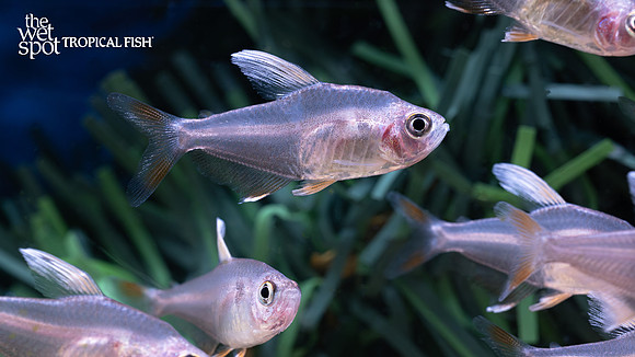 Hyphessobrycon rosaceus "White Fin Tetra"