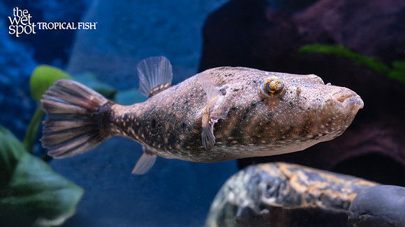 Pao suvattii    "Arrowhead Puffer"