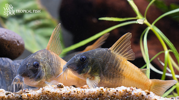 Corydoras sp. "CW217" "Rio Tomo Concolor"