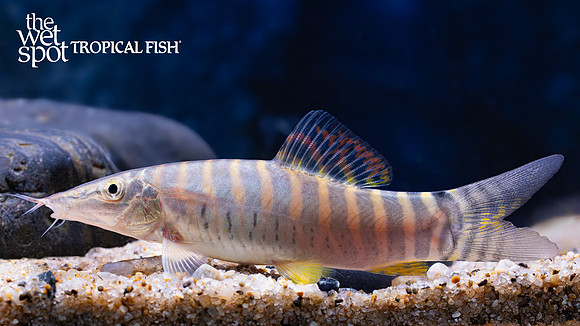Syncrossus helodes "Tiger Botia"