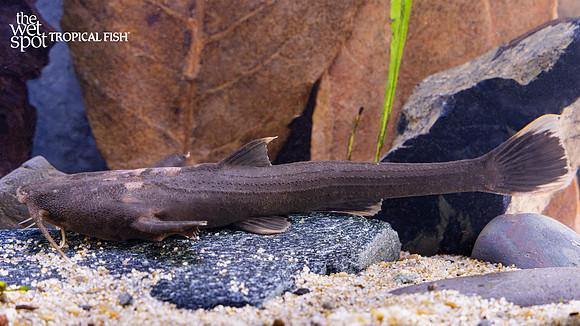 Xyliphius cf. lepturus  "Shark Banjo Cat"