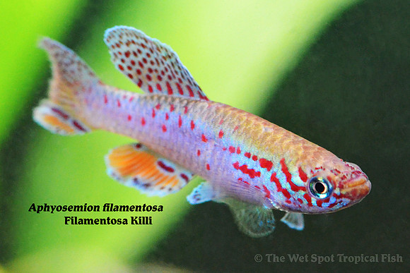 Filament Killi - Aphyosemion filamentosa