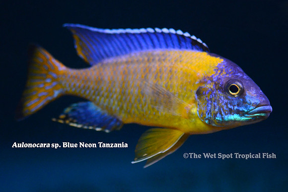 Aulonocara sp. "Blue Neon Tanzania"