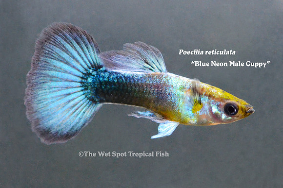 "Blue Neon Guppy" ♂  - Poecilia reticulata