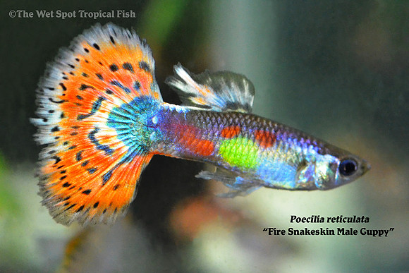 "Fire Snakeskin Guppy" ♂ - Poecilia reticulata