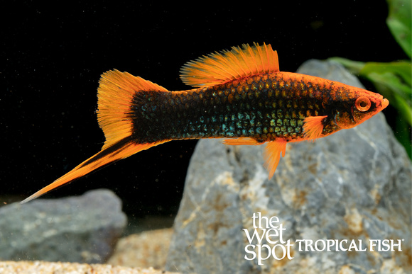 Xiphophrus helleri - Red Alpha Swordtail