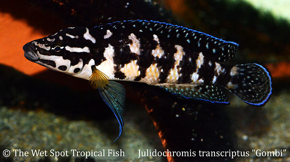 Julidochromis transcriptus "Gombi"