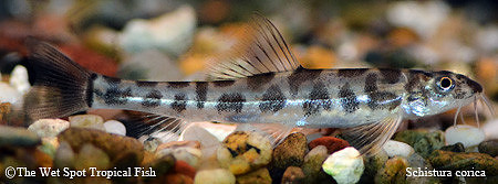 Schistura corica - Polka Dot Loach