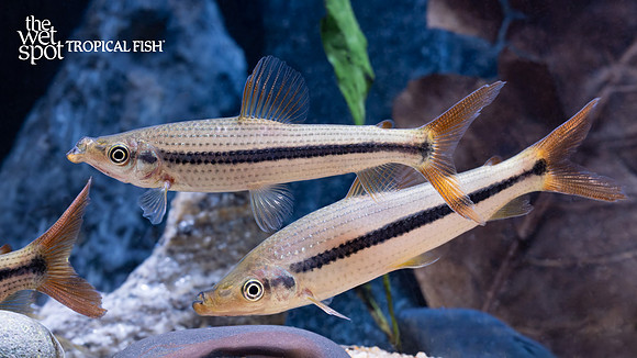 Pseudanos winterbottomi "Chestnut Headstander"