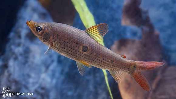Pseudanos varii "Four Spot Headstander"