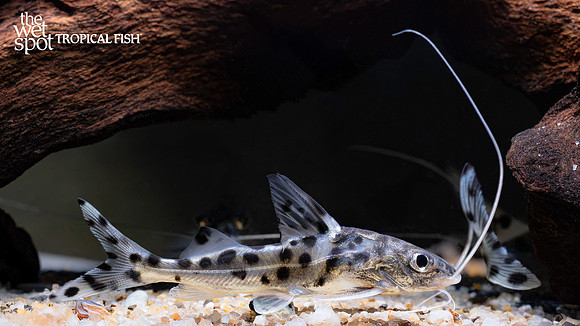 Pimelodus pictus "Pictus Cat" "Colombia"
