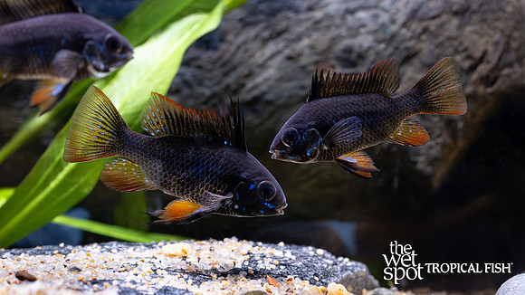 Mikrogeophagus ramirezi "Black Knight Ram"
