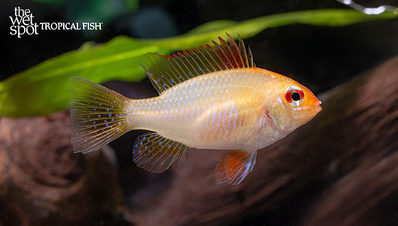 Mikrogeophagus ramirezi"German Gold Ram"