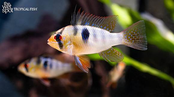 Mikrogeophagus ramirezi"German Blue Ram"