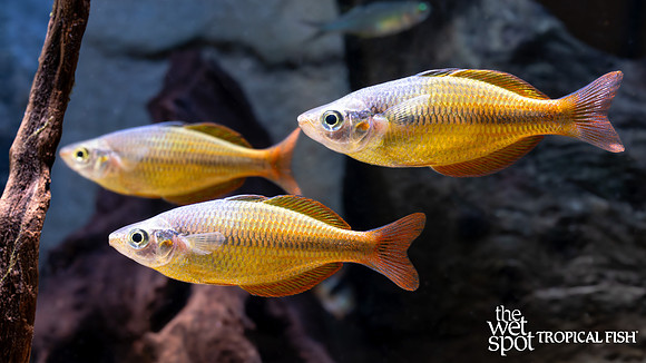 Melanotaenia herbertaxelrodi "Yellow Rainbow"