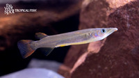 Nomorhamphus rex "Celebes Halfbeak"