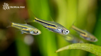 Trigonostigma somphongsi  "Somphong's Rasbora"