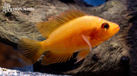 Amphilophus sp. "Red Devil Cichlid"