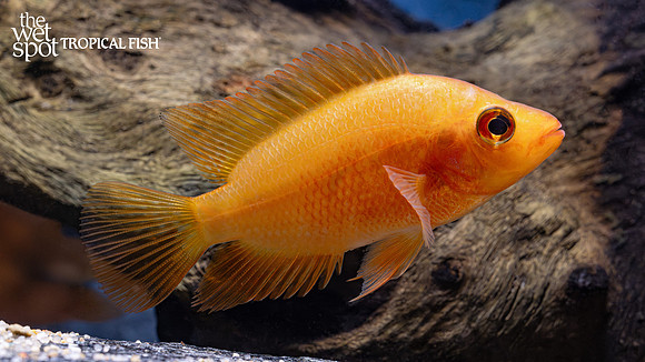 Amphilophus sp. "Red Devil Cichlid"