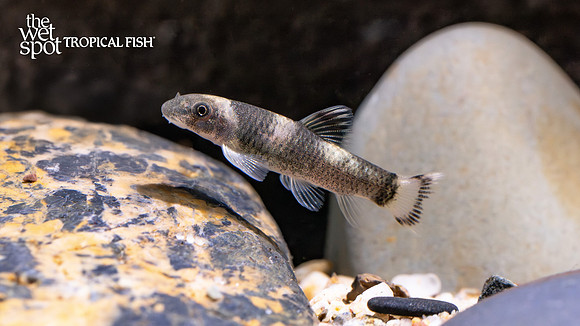 Garra flavatra "Panda Garra"