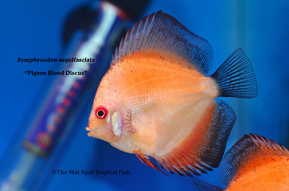 Symphysodon aequifasciata - Pigeon Blood Discus