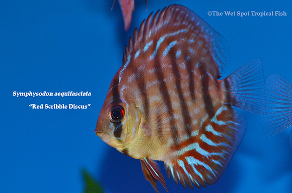 Symphysodon aequifasciata - Red Scribble Discus