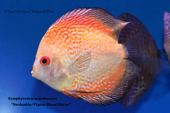 Symphysodon aequifasciata - Snakeskin - Pigeon Blood Discus