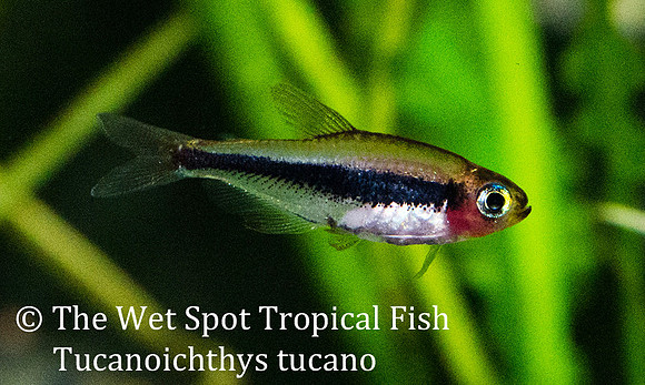Tucanoichthys tucano - Tucano Tetra