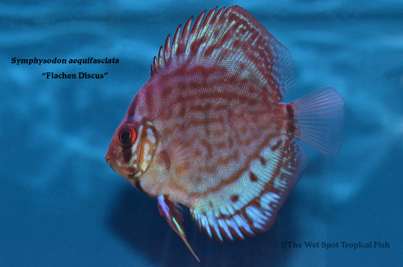 Symphysodon aequifasciata - Flachen Discus