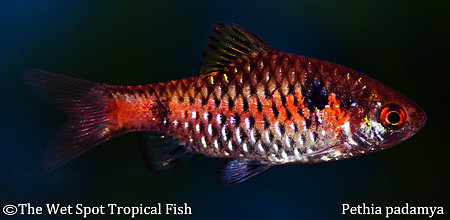 Pethia padamya - Odessa Barb