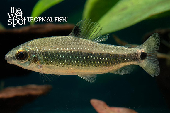 Distichodus teugelsi - Green Dwarf Distichodus