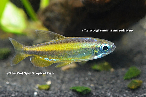 Phenacogrammus aurantiacus - Lamp Eye Congo Tetra