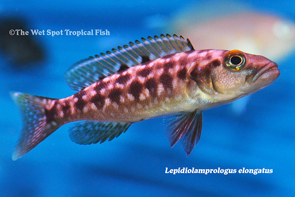 Lepidiolamprologus elongatus
