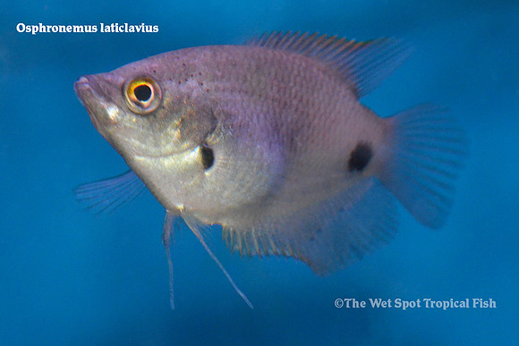 Osphronemus laticlavius - Red Giant Gourami
