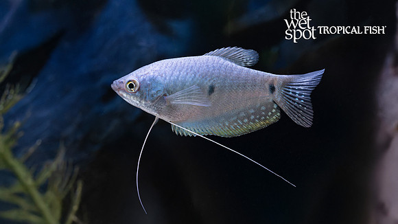 Trichopodus trichopterus "Blue Gourami"