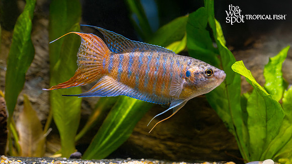 Macropodus opercularis "Blue Paradise Fish"