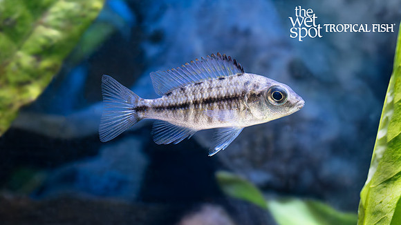 Protomelas sp. "Steveni Imperial"  "Gome/Eastern Steveni"