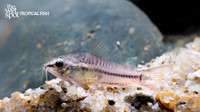 Corydoras pygmaeus "Pygmy Cory"