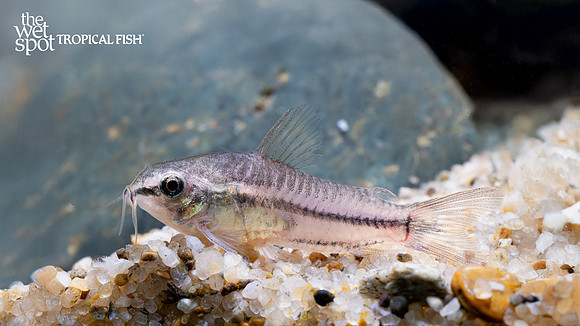 Corydoras pygmaeus "Pygmy Cory"