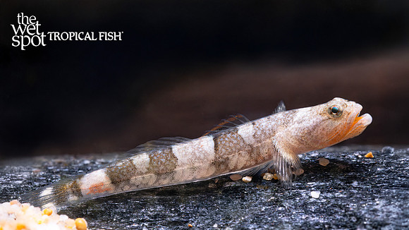 Schismatogobius ampluvinculus "Tiger Goby"