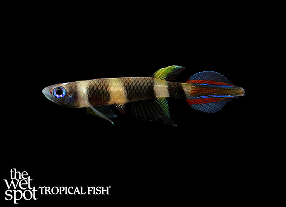 Clown Killi - Pseudepiplatys annulatus