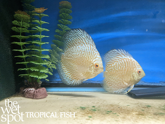 Symphysodon aequifasciata - White Tiger Turquoise  Discus