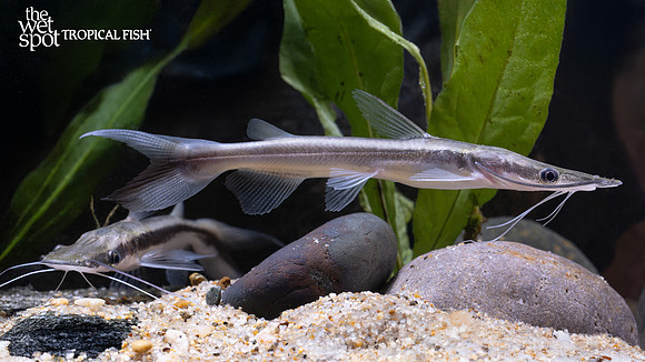 Sorubim lima "Lima Shovelnose"