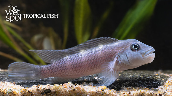 steatocranus casuarius "buffalo head"