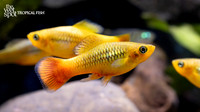 xiphophorus variatus "Yellow Variatus"