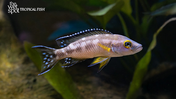 Neolamprologus buescheri "Kamakonde"
