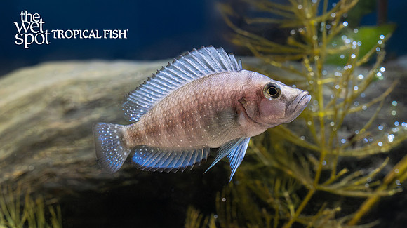 Altolamprologus compressiceps "Kilima Mandarin"