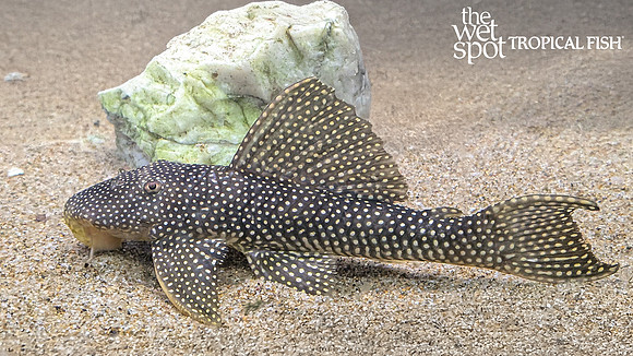 Scobinancistrus sp. "L253"  "Royal Sunshine Pleco"