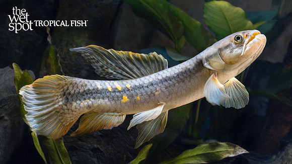 Erythrinus erythrinus "Red Wolf Fish"