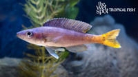 Cyprichromis leptosoma "Utinta"